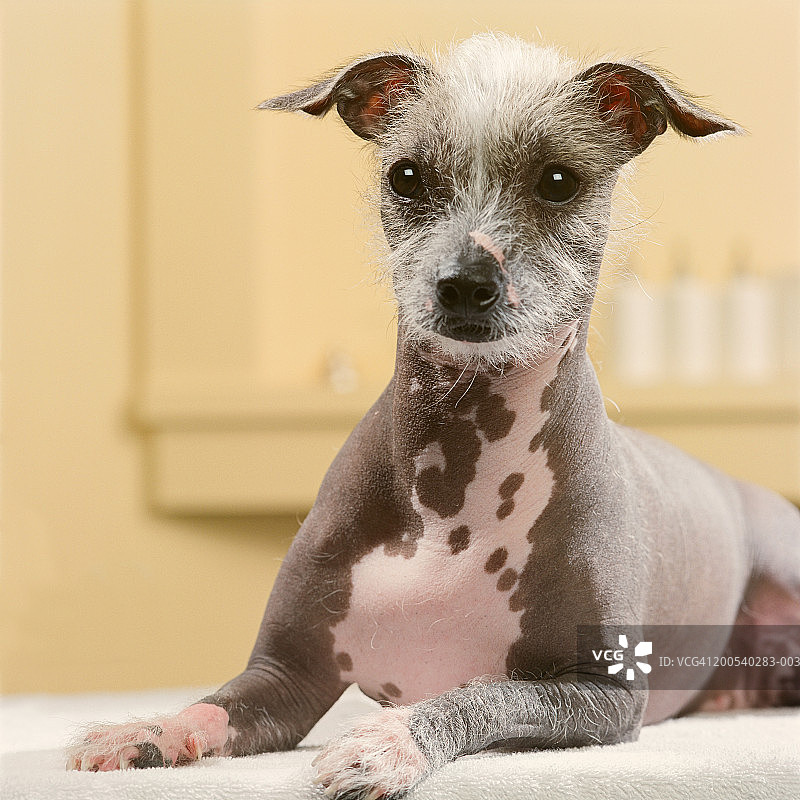 在水疗桌上的墨西哥无毛犬图片素材