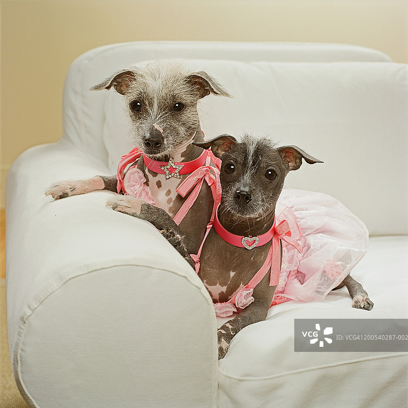 穿着粉色连衣裙的墨西哥无毛犬图片素材