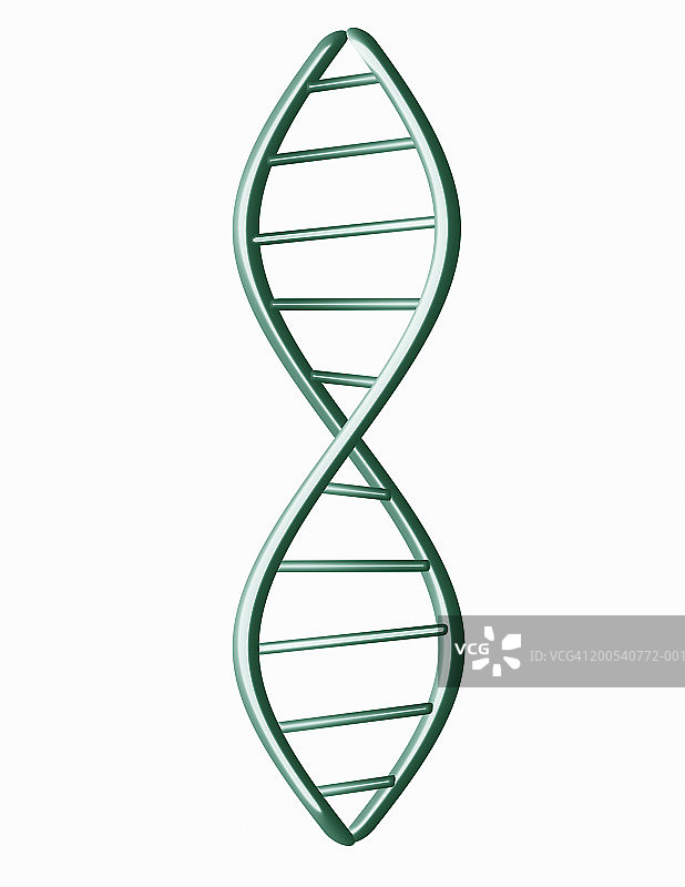 白色背景下的DNA模型（数字生成）图片素材