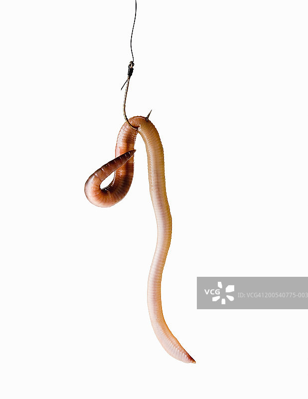 鱼钩上的蠕虫特写图片素材