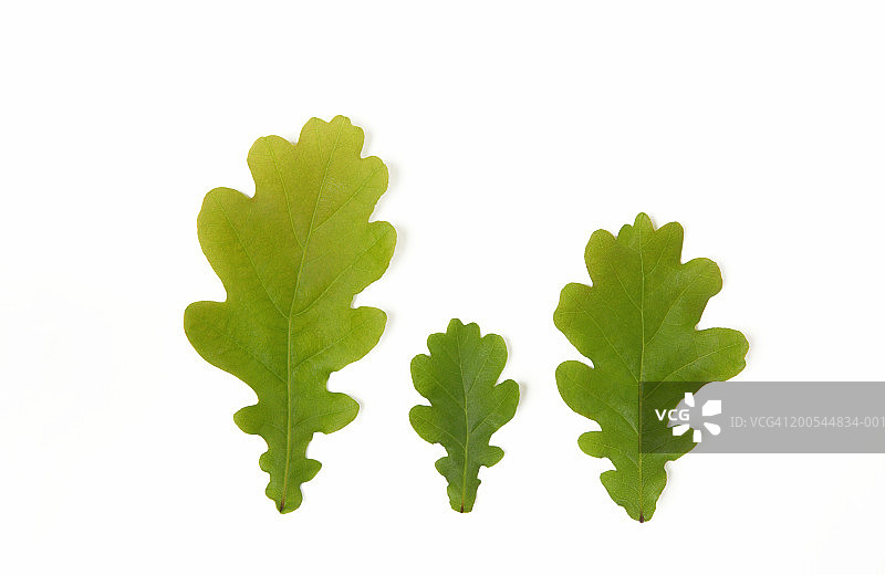三片橡树叶白色背景特写图片素材