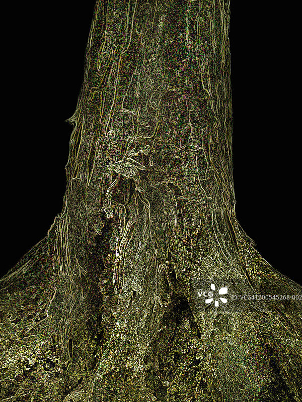 附有苔藓的盆景树干特写图片素材