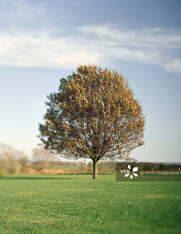 秋季草地上的美国梨树图片素材