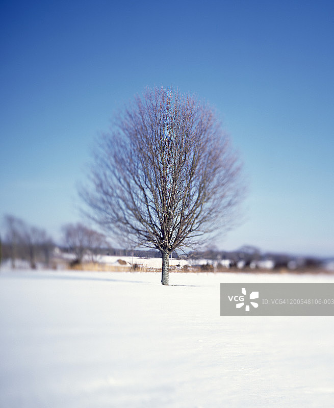 冬季草地上的布拉德福德梨树图片素材