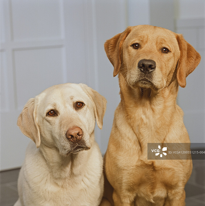 坐在门前的金色和黄色拉布拉多犬图片素材