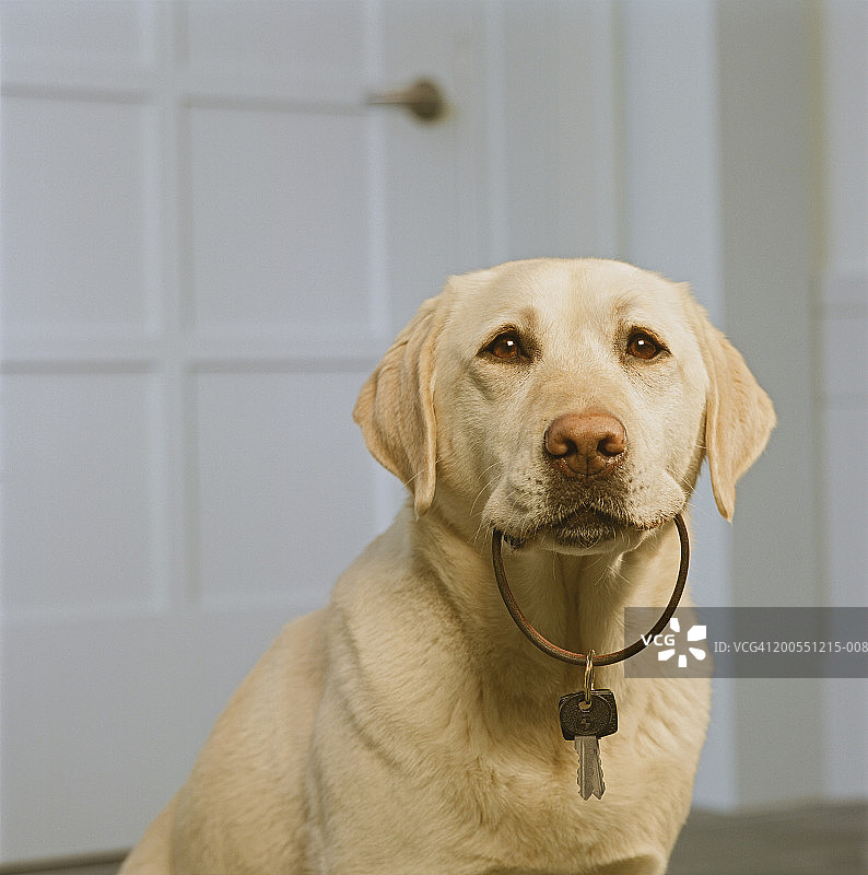 黄色拉布拉多犬嘴里叼着钥匙的特写图片素材
