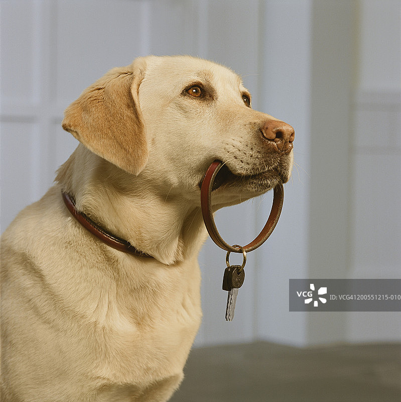 黄色拉布拉多犬嘴里叼着钥匙的特写图片素材