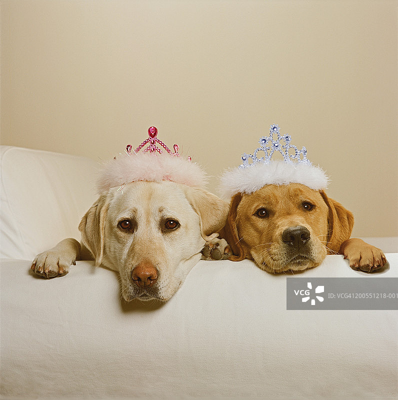 金色黄色拉布拉多犬戴王冠在扶手椅上睡觉图片素材