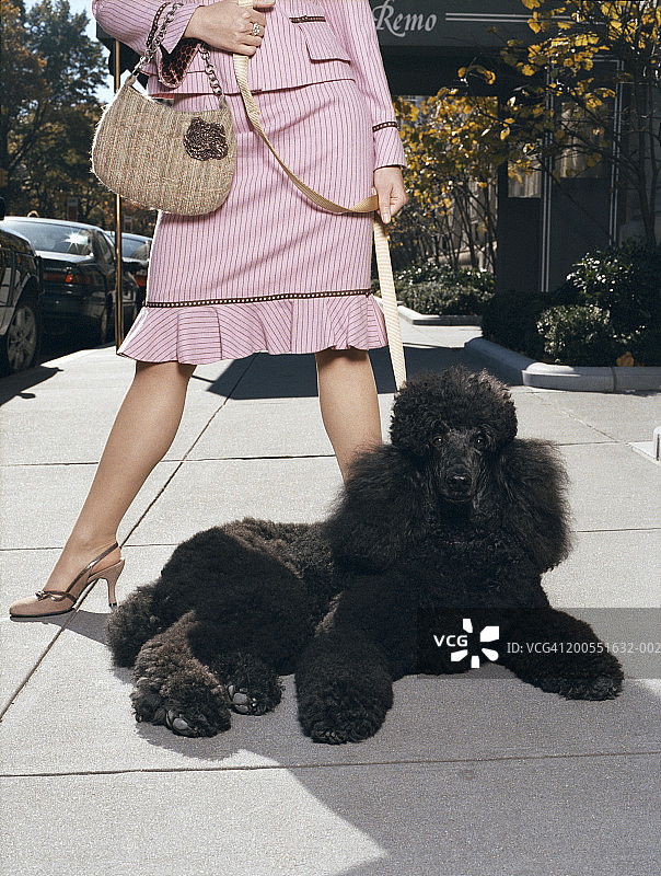 年轻女子在人行道遛贵宾犬图片素材