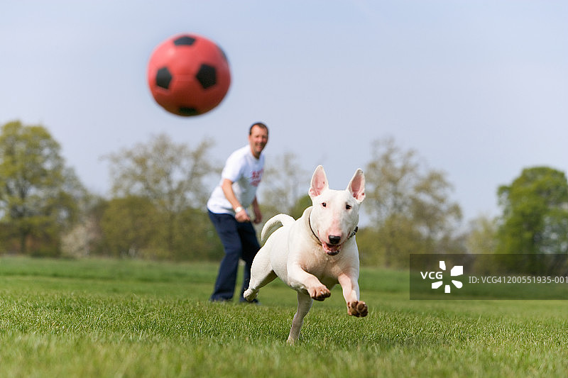 男人和英国斗牛犬在公园里追逐球图片素材
