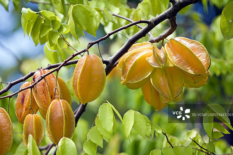 树上的杨桃果实，特写图片素材