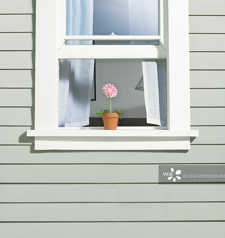 房屋窗台上的盆栽非洲菊图片素材