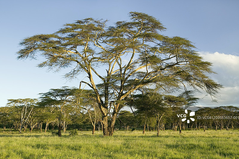 非洲肯尼亚莱瓦野生动物保护区金合欢树图片素材
