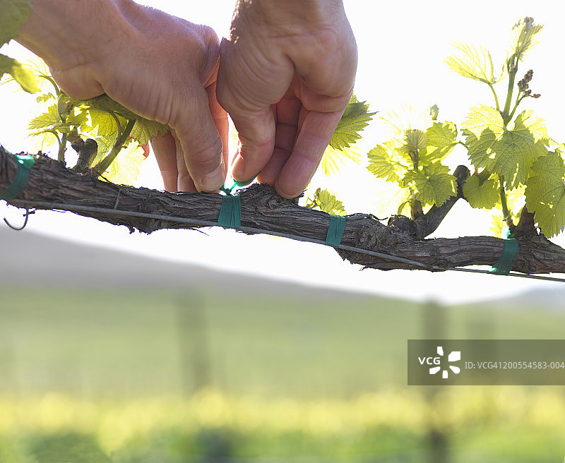 男人在葡萄园里将电线绑在葡萄藤上，手部特写图片素材