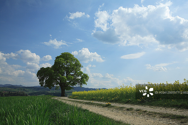 瑞士伯尔尼州埃门塔尔，土路旁的单棵枫树图片素材