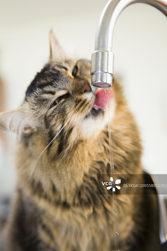 猫咪特写：在厨房水龙头喝水图片素材