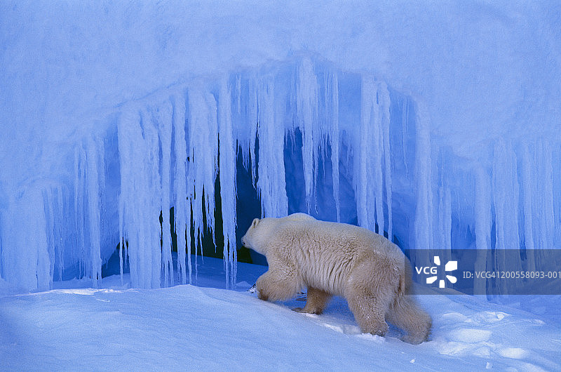 进入冰穴的北极熊图片素材