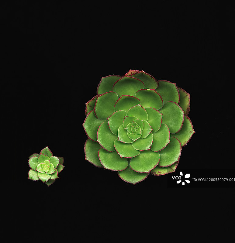 莲花掌特写图片素材