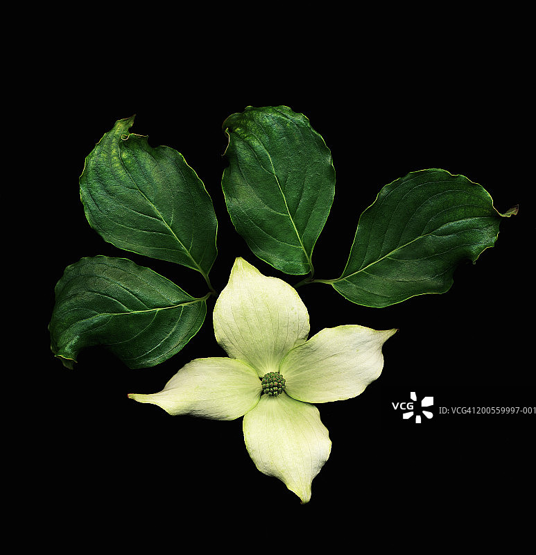 黑色背景下的山茱萸植物图片素材