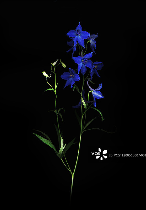 黑色背景上的蓝色翠雀花图片素材