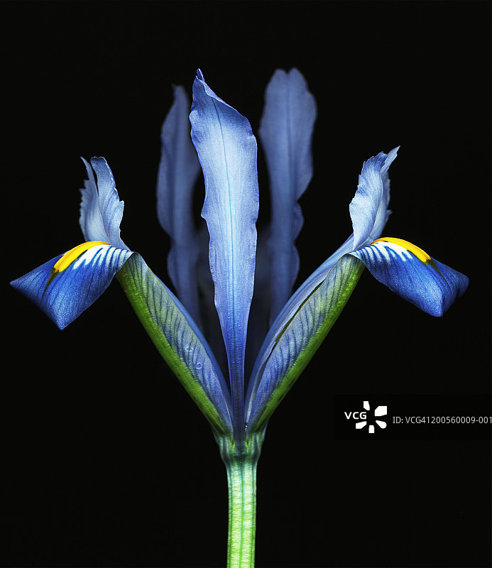 黑色背景下的蓝色矮鸢尾花图片素材