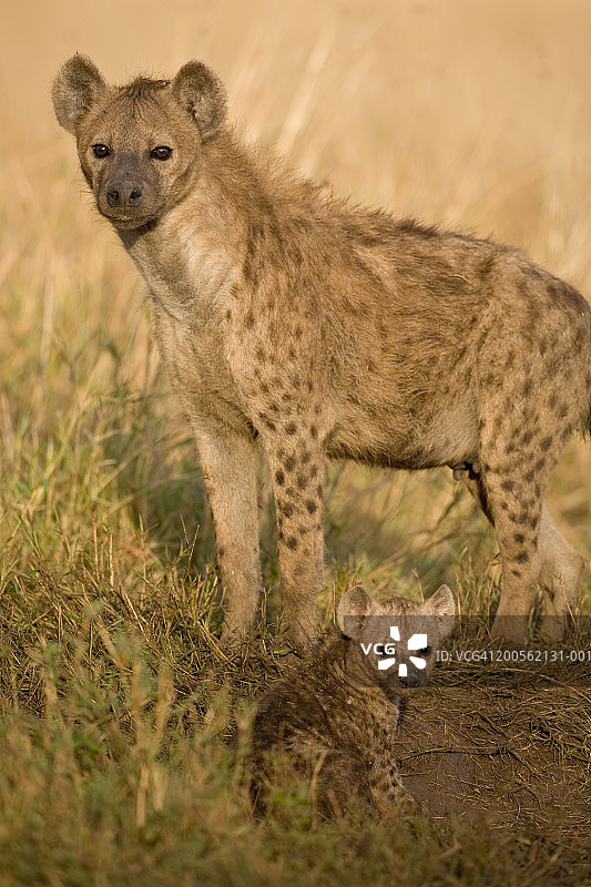 成年斑鬣狗和幼崽站在草丛中图片素材