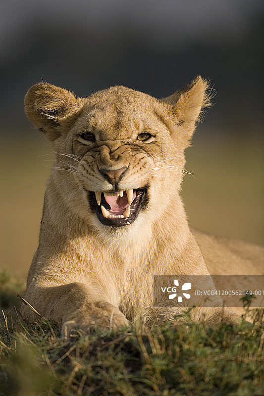 幼狮低吼特写图片素材