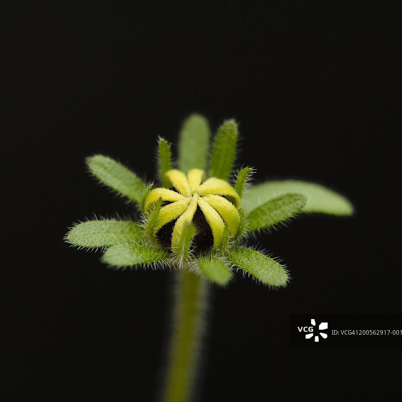 黑心菊花苞特写图片素材
