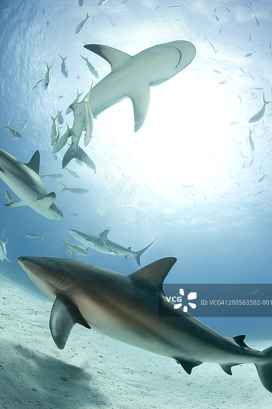 加勒比海礁鲨(Carcharhinus perezia)图片素材