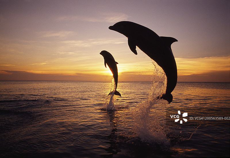 日落时跃出海面的两只宽吻海豚的剪影图片素材