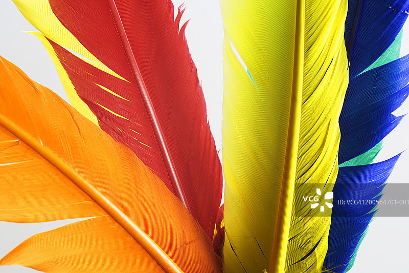彩色羽毛特写图片素材