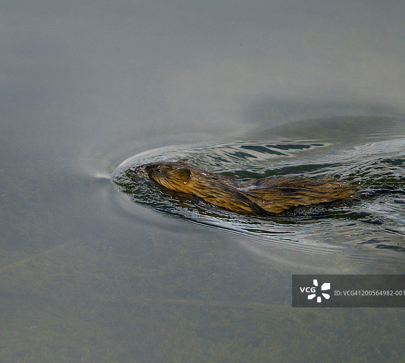 加拿大艾伯塔省坎莫尔：麝鼠在湖中游泳图片素材