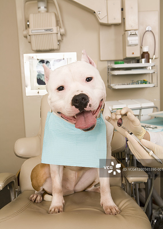小狗坐在牙科诊所的椅子上图片素材