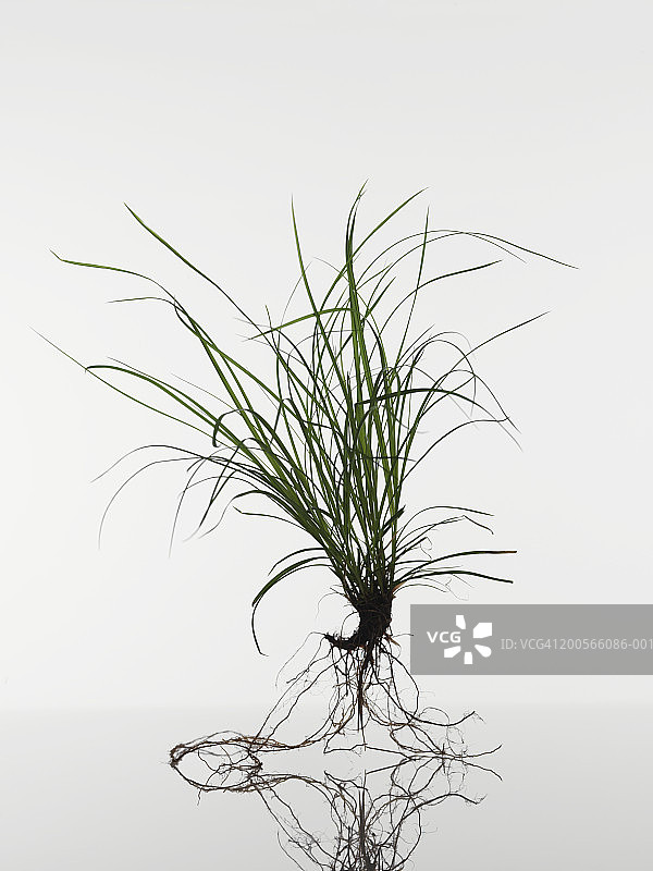 白背景上的细叶针茅幼苗图片素材