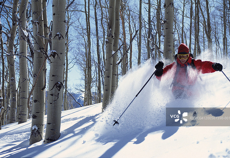 美国犹他州尤因塔山脉，男人在白杨树间滑雪图片素材