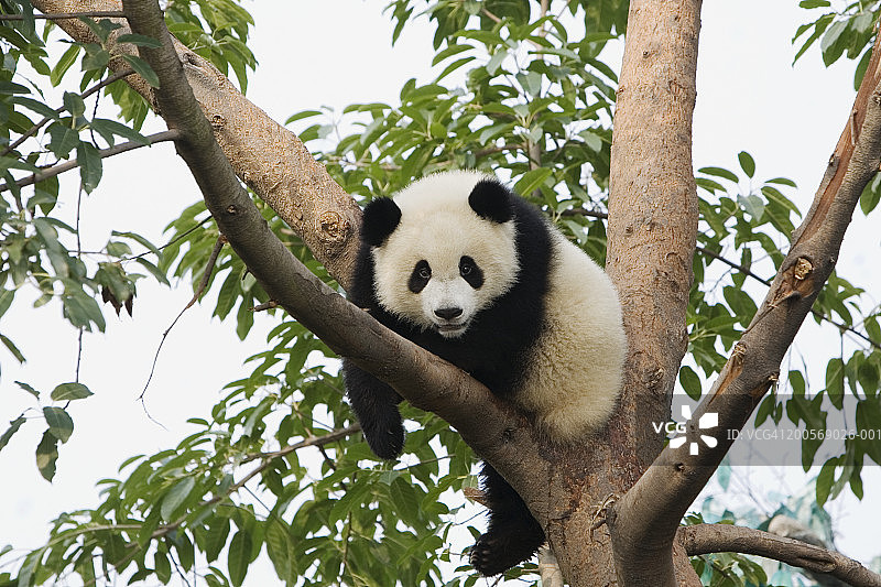 躺在树枝上的大熊猫（Ailuropoda melanoleuca）图片素材