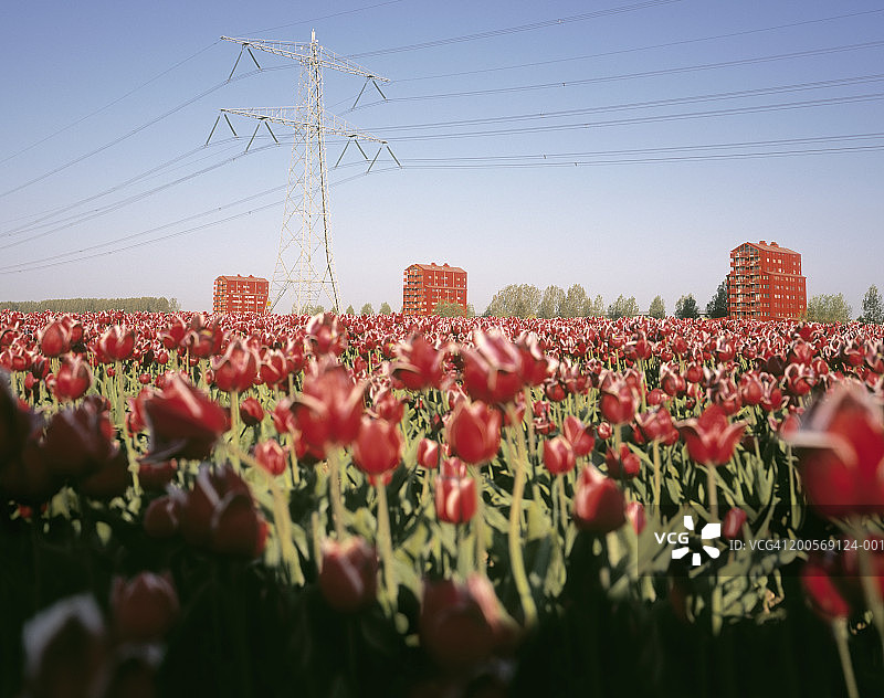 红色郁金香花田，背景为公寓楼图片素材