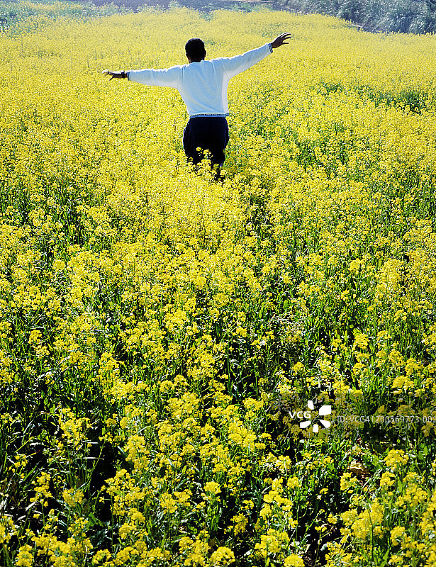 男子在野油菜地里跑步的后视图图片素材