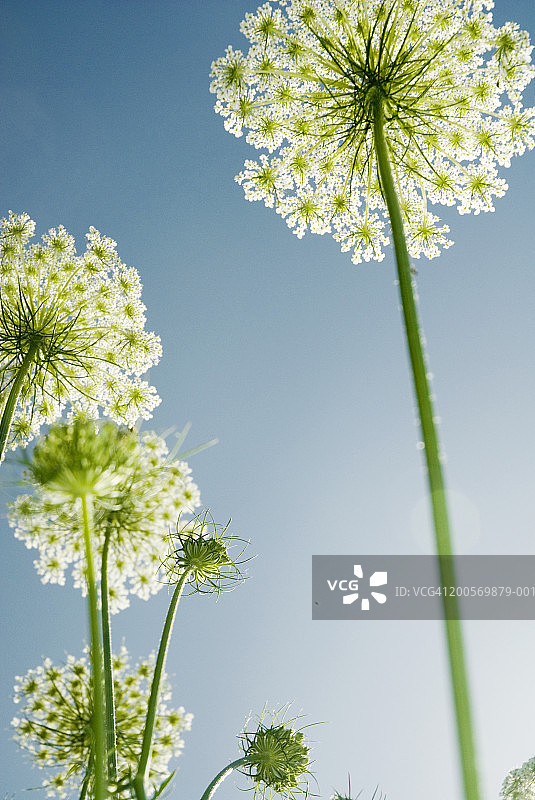 白色花朵，低角度视图图片素材