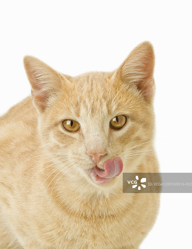 姜黄色猫咪舔嘴巴特写图片素材
