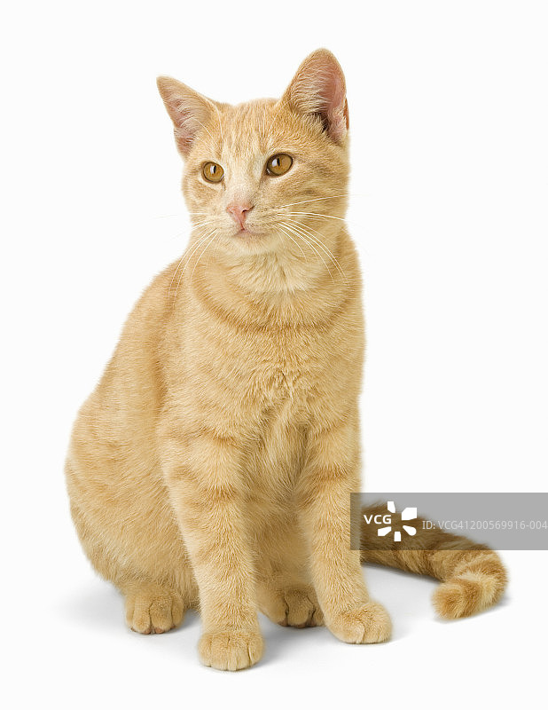 姜黄猫坐在地板上特写图片素材