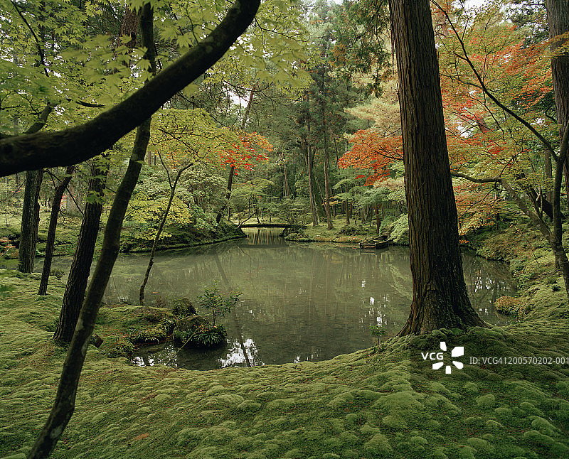 被苔藓环绕的湖泊：京都西芳寺苔藓园图片素材
