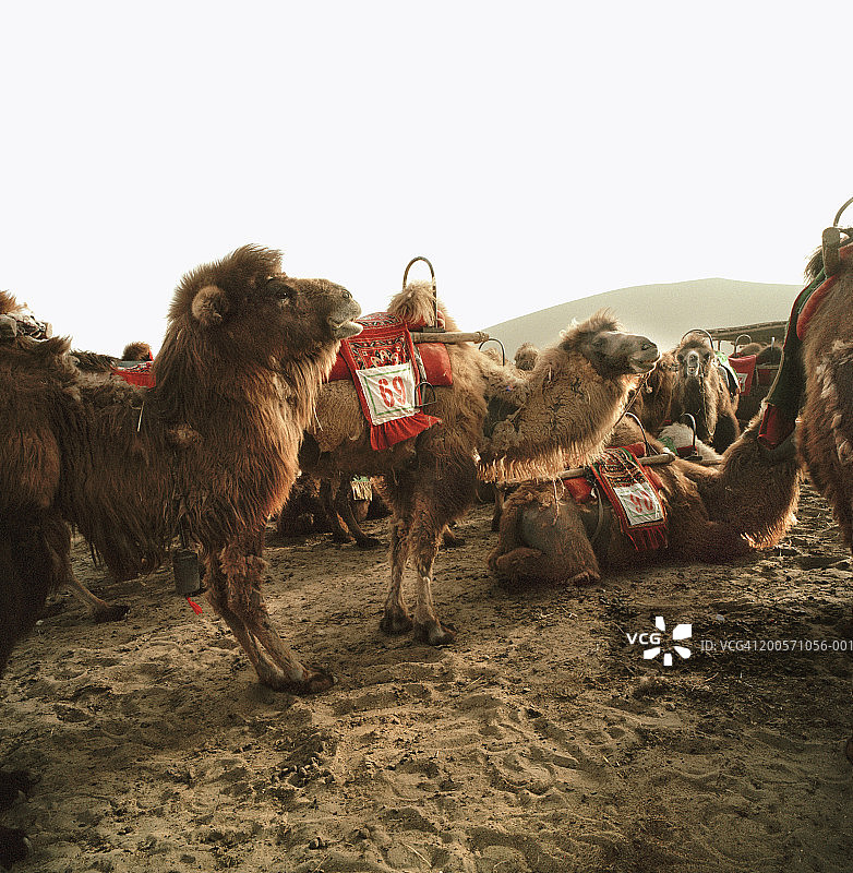 沙漠中休息的骆驼图片素材