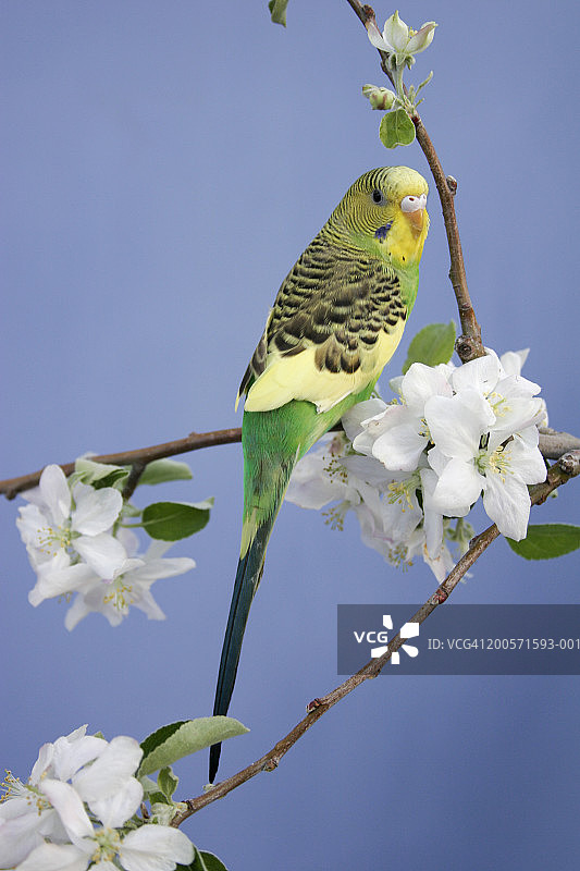 苹果树枝上的绿色鹦鹉图片素材