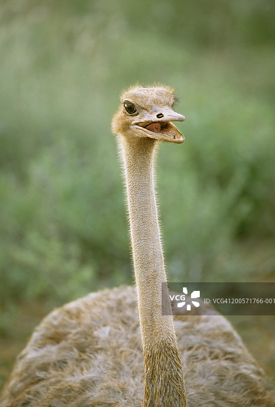 肯尼亚桑布鲁国家保护区：索马里鸵鸟图片素材