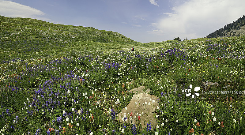 美国犹他州蒂姆帕诺戈斯山，野花图片素材