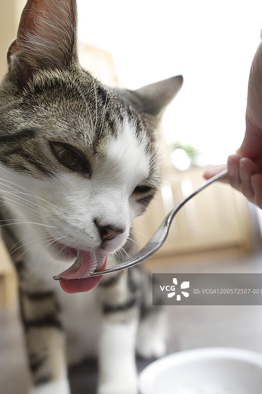 特写：猫咪被叉子喂食图片素材