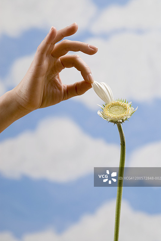 女人摘雏菊花瓣，特写图片素材