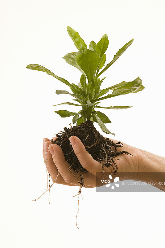 女人手捧植物特写图片素材