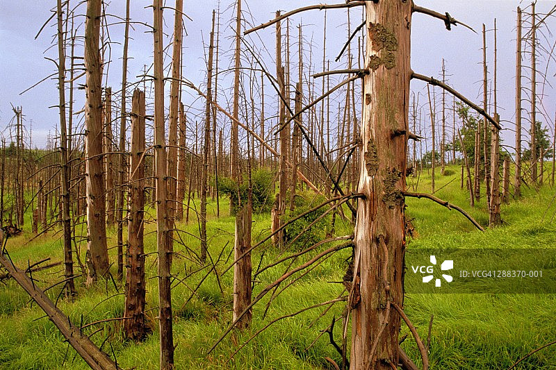 捷克共和国莫斯特被酸雨破坏的冷杉森林图片素材